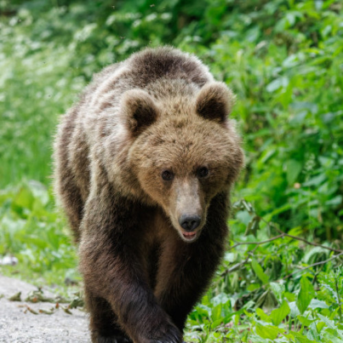 Un urs a fost observat în zona Cascadei Duruitoarea din masivul Ceahlău. Turiștii, avertizați prin mesaj RO-ALERT