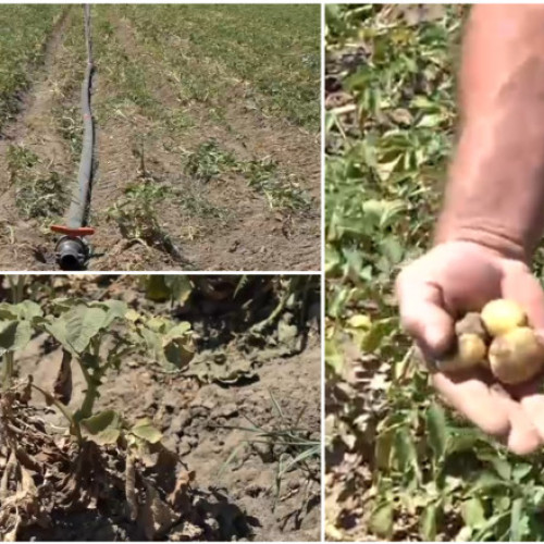 Video „Sunt uscați, niciun pic de umezeală”. Disperare printre agricultori, după ce seceta a afectat puternic și culturile de cartofi